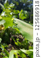 Background of light green leaves with water spots. Nature. 125686918