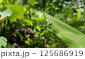 Background of light green leaves with water spots. Nature. 125686919