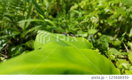 House flies are flies from the Cyclorrhapha suborder that land on green leaves. Shot in the forest. House flies are flies from the Cyclorrhapha suborder that land on green leaves. Shot in the forest. 125686930