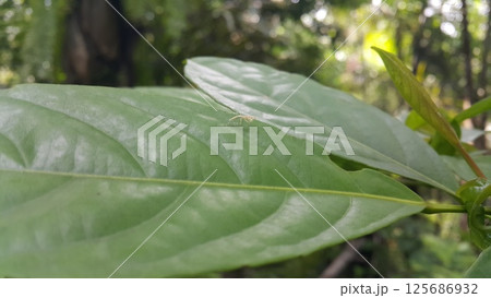 Baby mantis perched on a leaf. Shot in the forest. Empusa pennicornis, Iris polystictica, Tropidomantis tenera, Praying Mantis, Sphodromantis gastrica, African mantis, Stagmomantis carolina. 125686932