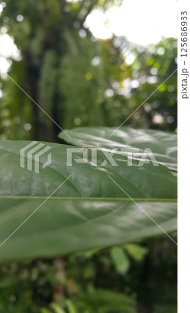 Baby mantis perched on a leaf. Shot in the forest. Empusa pennicornis, Iris polystictica, Tropidomantis tenera, Praying Mantis, Sphodromantis gastrica, African mantis, Stagmomantis carolina. 125686933