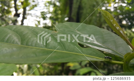 Baby mantis perched on a leaf. Shot in the forest. Empusa pennicornis, Iris polystictica, Tropidomantis tenera, Praying Mantis, Sphodromantis gastrica, African mantis, Stagmomantis carolina. 125686935