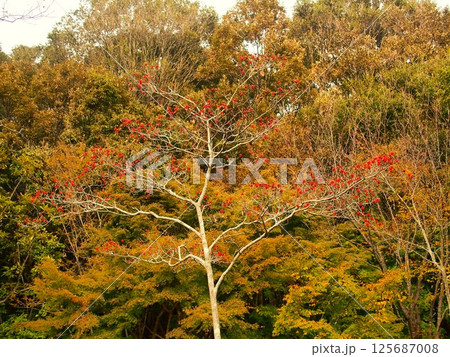 秋の林の実を付けたハナミズキ風景 125687008