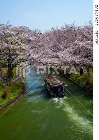 中書島の桜 125687132