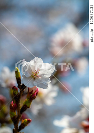 中書島の桜 125687135