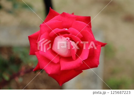 荒尾市 おもやい市民花壇 バラの花、 荒尾市 おもやい市民花壇 バラの花、 125687223