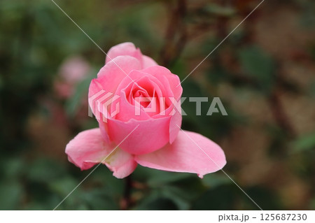 荒尾市　おもやい市民花壇　バラの花、 125687230