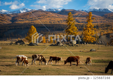 Cows grazing in autumn valley surrounded by trees and snow capped mountains Cows grazing in autumn valley surrounded by trees and snow capped mountains 125687288