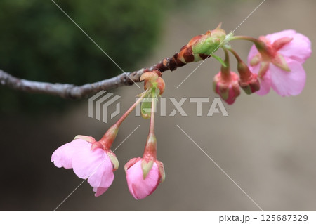 クローズアップ撮影した咲き始めた河津桜の花 クローズアップ撮影した咲き始めた河津桜の花 125687329