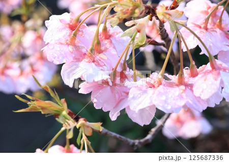 クローズアップ撮影した雨の滴の付く河津桜の花 125687336