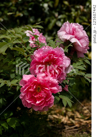 春の日差しと牡丹の花 春の日差しと牡丹の花 125687442