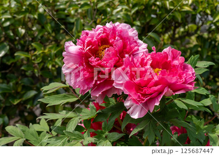 春の日差しと牡丹の花 春の日差しと牡丹の花 125687447