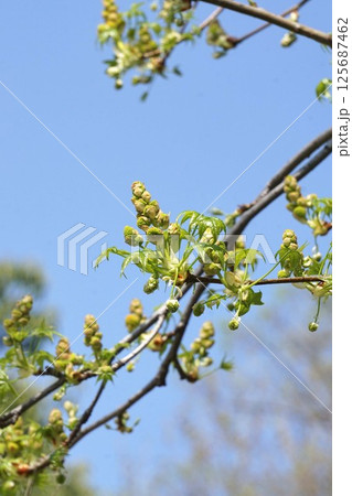 モミジバフウの花と若葉・2025年4月　 125687462