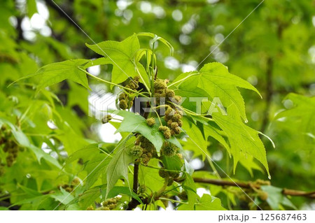 モミジバフウの花と若葉・2025年4月 モミジバフウの花と若葉・2025年4月 125687463