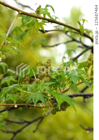 モミジバフウの花と若葉・2025年4月　 125687464