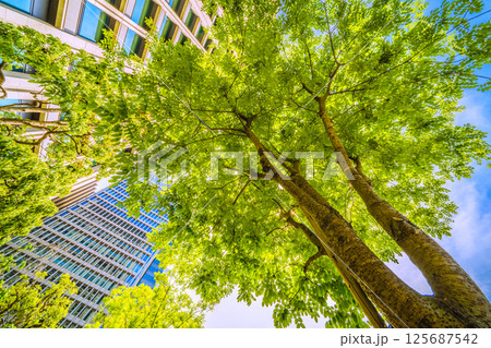 日本の東京都市景観 エンジュを望む…東京・大手町。「市内最初の並木」の碑がある横にあるエンジュ 125687542