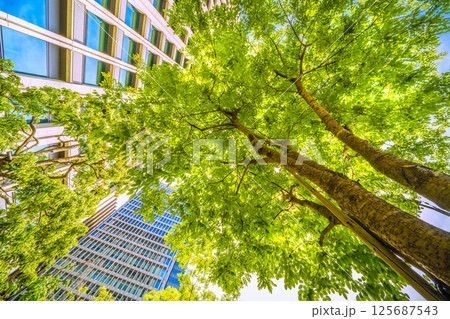 日本の東京都市景観 エンジュを望む…東京・大手町。「市内最初の並木」の碑がある横にあるエンジュ 125687543