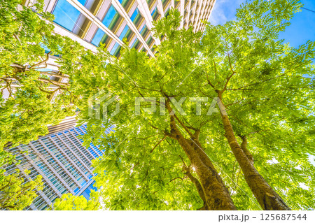 日本の東京都市景観 エンジュを望む…東京・大手町。「市内最初の並木」の碑がある横にあるエンジュ 日本の東京都市景観 エンジュを望む…東京・大手町。「市内最初の並木」の碑がある横にあるエンジュ 125687544