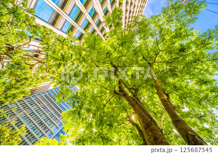 日本の東京都市景観 エンジュを望む…東京・大手町。「市内最初の並木」の碑がある横にあるエンジュ 125687545