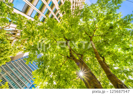 日本の東京都市景観 エンジュを望む…東京・大手町。「市内最初の並木」の碑がある横にあるエンジュ 日本の東京都市景観 エンジュを望む…東京・大手町。「市内最初の並木」の碑がある横にあるエンジュ 125687547