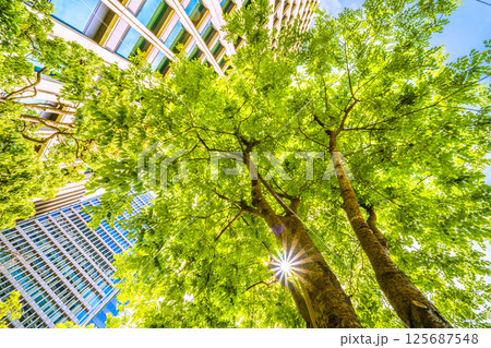 日本の東京都市景観 エンジュを望む…東京・大手町。「市内最初の並木」の碑がある横にあるエンジュ 125687548