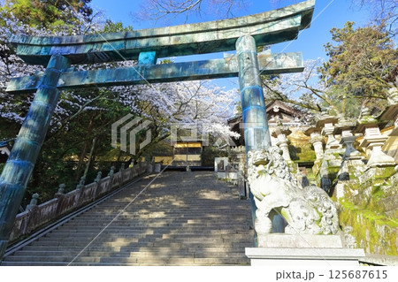【香川県】サクラ咲く春の金刀比羅宮　こんぴらさん（桜馬場西詰銅鳥居） 125687615