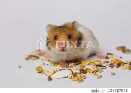 Portrait of cute small hamster eating seeds on white background 125687658