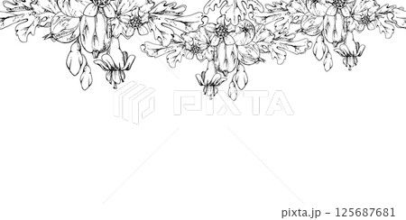 Gooseberry Currant berry, bell flower buds, leaves boutonniere ripe garden casseille jostaberry. Hand drawn in vector ink. Isolated seamless banner border garland. Cafe menu, farmers market, florist 125687681