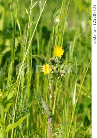 オニノゲシの花・2025年4月 オニノゲシの花・2025年4月 125687731