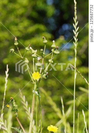 オニノゲシの花・2025年4月 オニノゲシの花・2025年4月 125687732