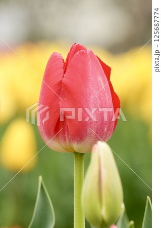 ふんわりしたキレイな赤色のチューリップ 黄色背景 春の花 ふんわりしたキレイな赤色のチューリップ 黄色背景 春の花 125687774