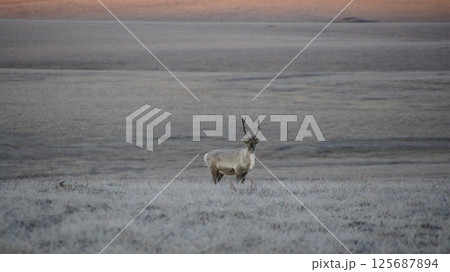 朝焼けの中、草原に立つ若いトナカイ 125687894