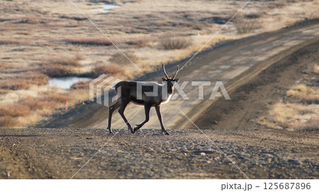 パイプライン沿いを歩く若いトナカイ パイプライン沿いを歩く若いトナカイ 125687896