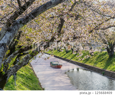 大口町五条川の花筏 125688409
