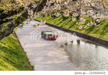 大口町五条川の花筏 125688410