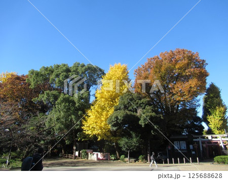 晩秋の上野公園 125688628