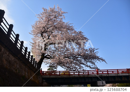 日本の岐阜県　春の高山市　満開の桜と観光名所の中橋と宮川　周辺の街並みと美しい青空 125688704