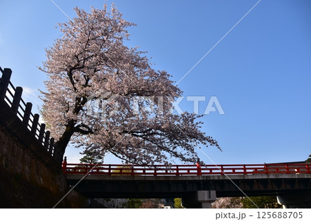 日本の岐阜県 春の高山市 満開の桜と観光名所の中橋と宮川 周辺の街並みと美しい青空 日本の岐阜県 春の高山市 満開の桜と観光名所の中橋と宮川 周辺の街並みと美しい青空 125688705