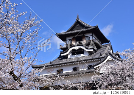 日本の愛知県の犬山市　春の犬山城と満開の桜　日本最古の国宝天守と美しい青空 125689095