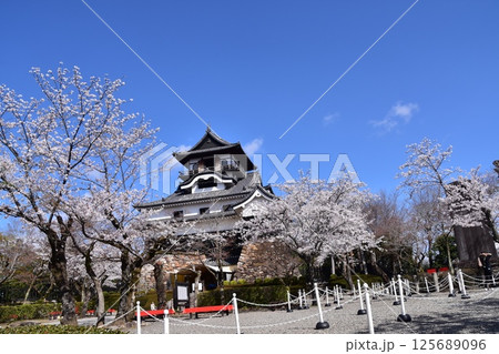 日本の愛知県の犬山市 春の犬山城と満開の桜 日本最古の国宝天守と美しい青空 日本の愛知県の犬山市 春の犬山城と満開の桜 日本最古の国宝天守と美しい青空 125689096
