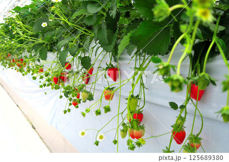 関東・丹沢・真っ赤でジューシーなハウスいちご、甘くて楽しいいちご狩りのイメージ・神奈川県秦野市(4) 125689380