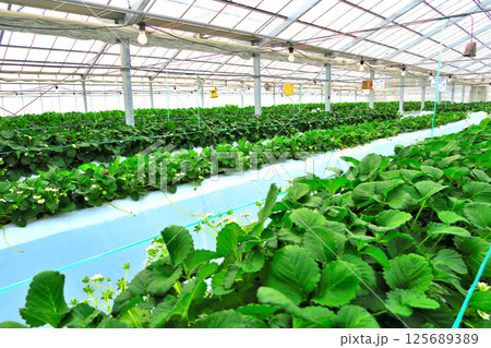 関東・丹沢・真っ赤でジューシーなハウスいちご、甘くて楽しいいちご狩りのイメージ・神奈川県秦野市(8) 125689389