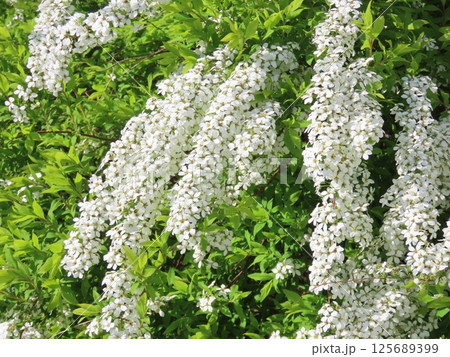 満開のユキヤナギの花 125689399