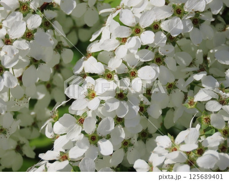満開のユキヤナギの花 125689401