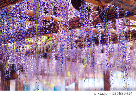 静岡県磐田市・熊野の長藤 125689414