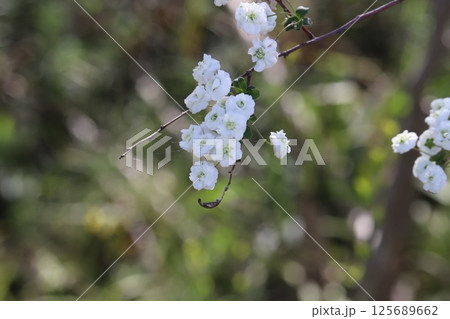 春の公園に咲く白い花びらで中央が緑色のシジミバナ 春の公園に咲く白い花びらで中央が緑色のシジミバナ 125689662