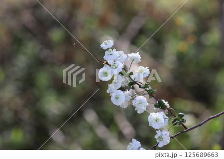 春の公園に咲く白い花びらで中央が緑色のシジミバナ 125689663