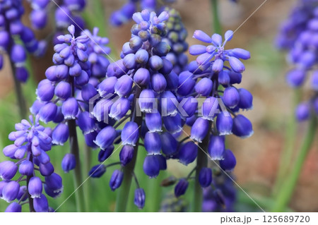クローズアップ撮影したムスカリの花 125689720