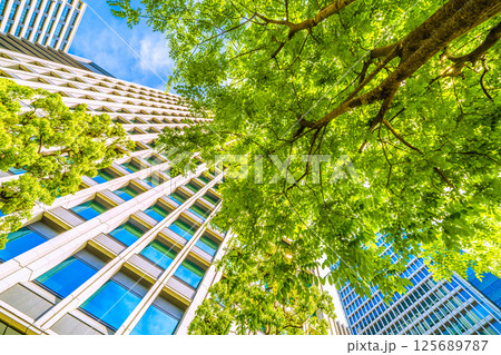 日本の東京都市景観 エンジュを望む（上）…東京・大手町。「市内最初の並木」の碑がある横にあるエンジュ 125689787