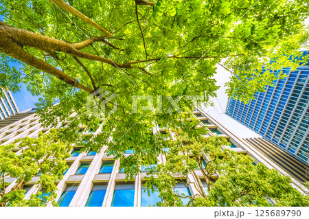 日本の東京都市景観 エンジュを望む(上)…東京・大手町。「市内最初の並木」の碑がある横にあるエンジュ 日本の東京都市景観 エンジュを望む(上)…東京・大手町。「市内最初の並木」の碑がある横にあるエンジュ 125689790